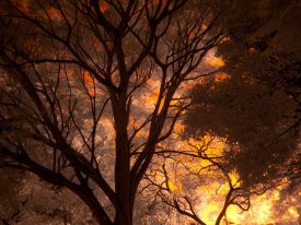 Infrared, Campinas – Brazil – 2018