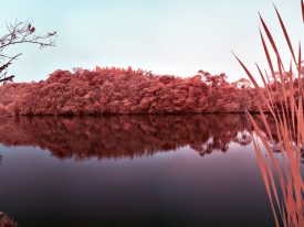 Infrared, Landscape –  Intervales – Brazil – 2018