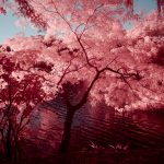 Lagoa, Campinas – Infrared