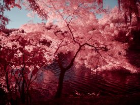 Lagoa, Campinas – Infrared